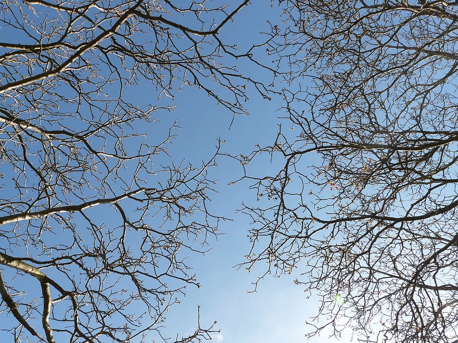 trees, aesthetic, sky, upward, treetops, crown, dom, low angle view HD wallpaper