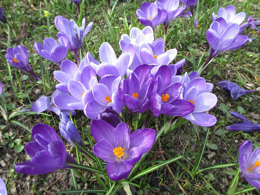 Crocus, Spring, Purple, Flowers, spring flower, garden, meadow HD wallpaper