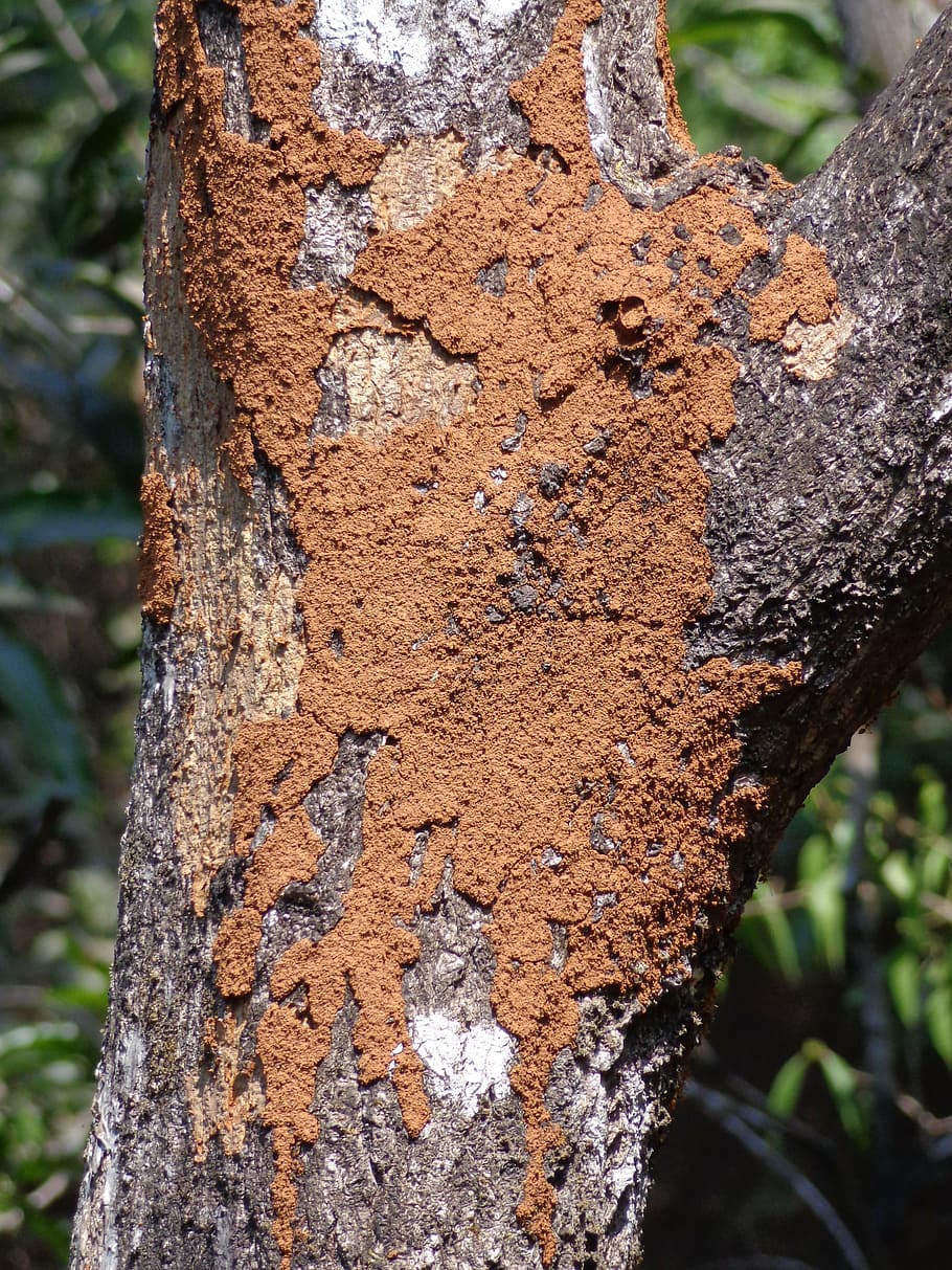 termite, tree, mound, wood, pest, insect, environment, nature HD wallpaper