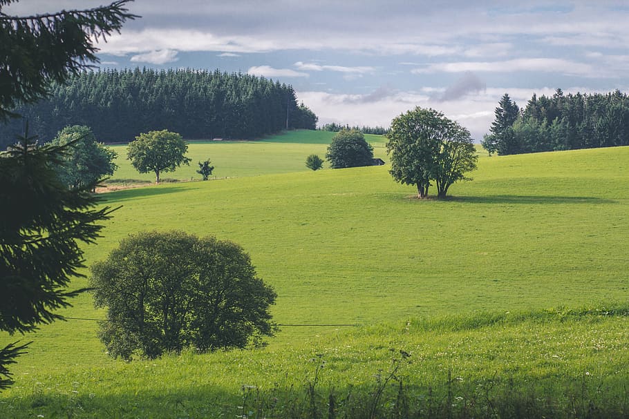 nature, landscape, meadow, trees, rural Scene, summer, grass HD wallpaper