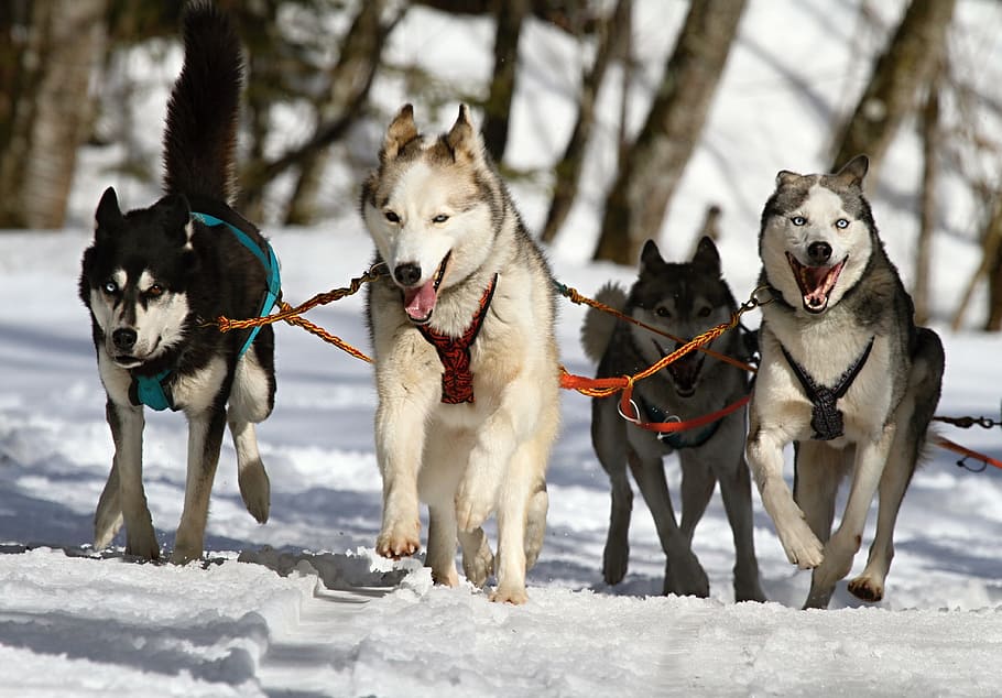 four running wolves, huskies, husky, blue eye, dog, snow, race, HD wallpaper