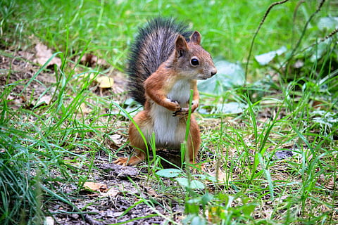 squirrel on green grass, forest, living nature, tree, park HD wallpaper