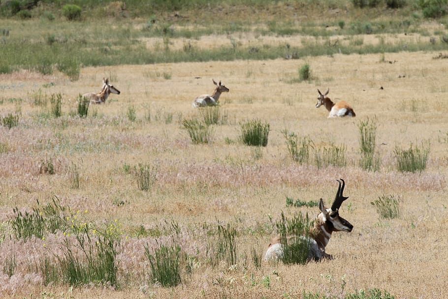 pronghorn, american antelope, yellowstone, mammal, plains, grassland, HD wallpaper