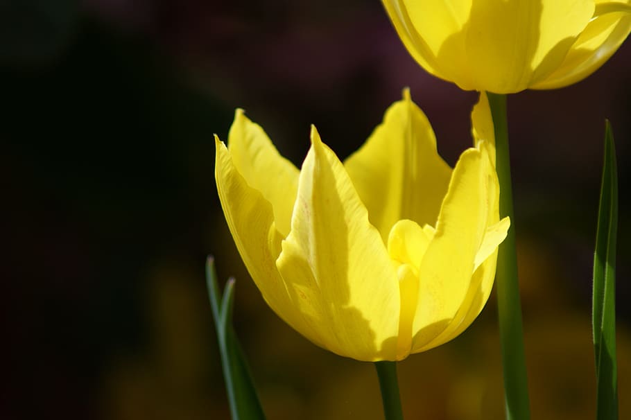 tulip, yellow, flower, spring, floral, nature, blossom, beautiful HD wallpaper