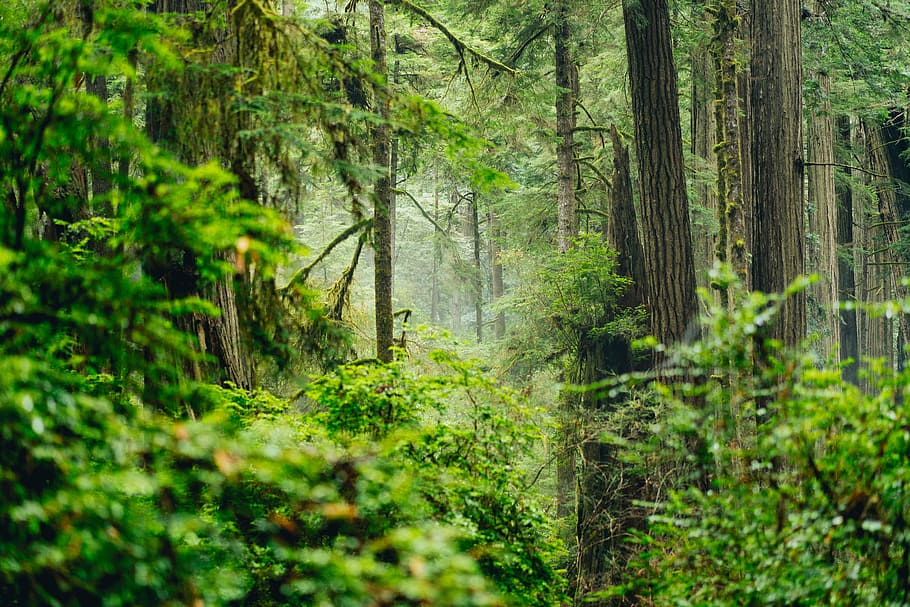 green leaf plants on forest at daytime, landscape photography of rain forest HD wallpaper