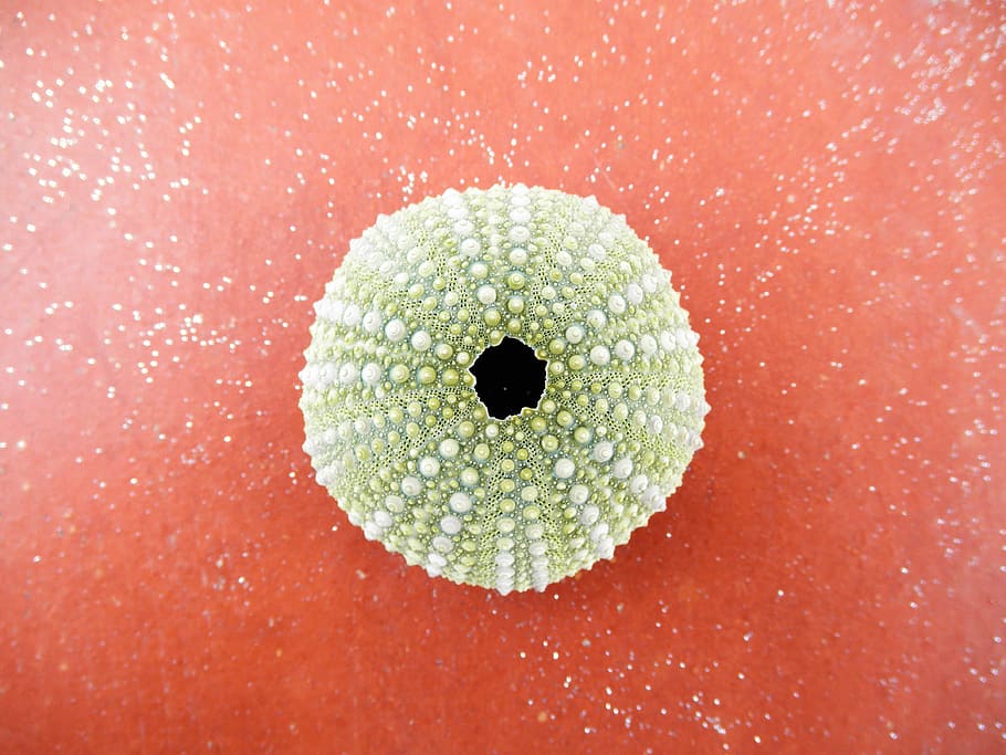 sea urchin on red panel, Sea, Urchin, Echinoidea, Shell, green, HD wallpaper