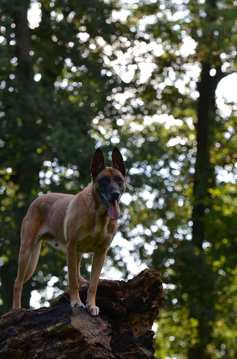 HD wallpaper: belgian shepherd malinois, cutest, spring, bush, red ...