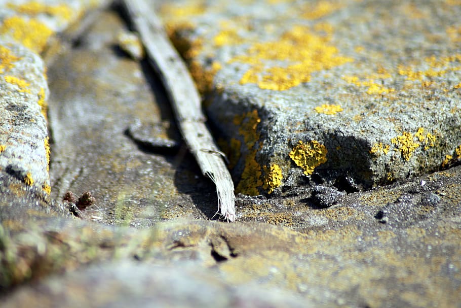 stones, lichen, rock, structure, selective focus, no people HD wallpaper