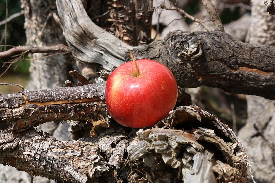 apple, apple tree, root, wood, red, food, food and drink, healthy eating HD wallpaper