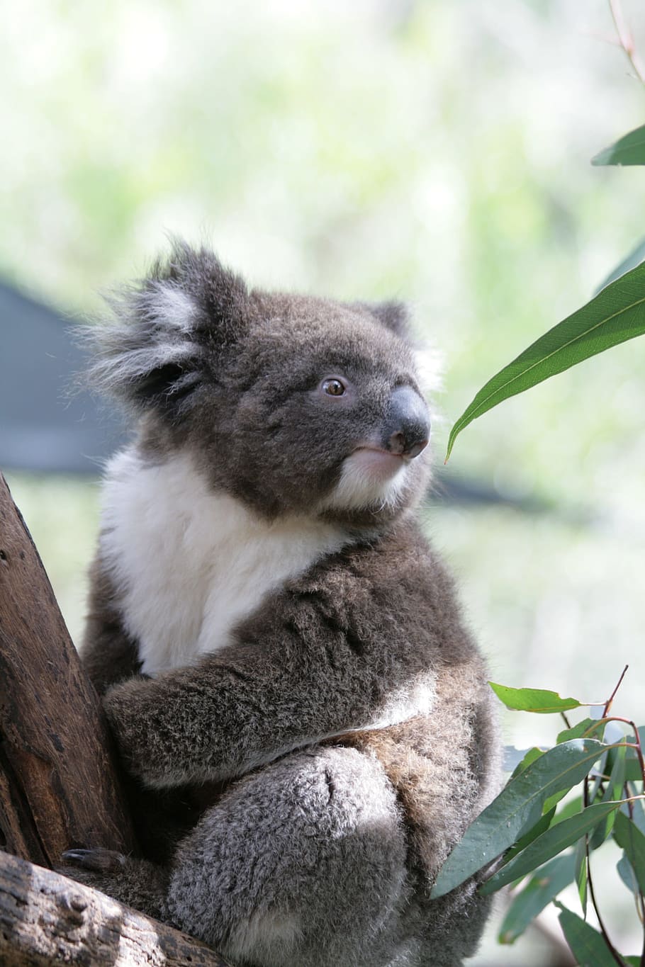 HD wallpaper: koala, australia, phascolarctos cinereus, mammals, wild  animals | Wallpaper Flare