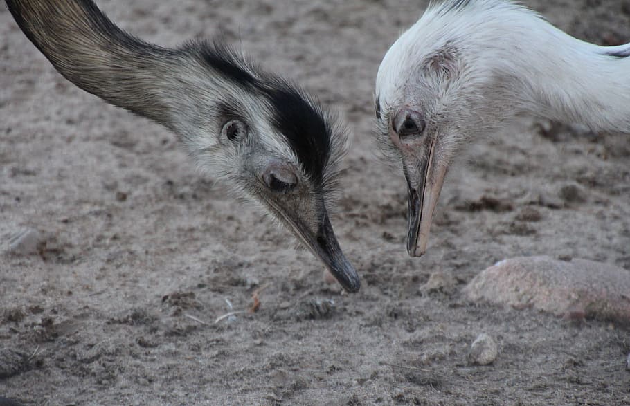 rhea bird, flightless bird, head, close, peck, animal portrait HD wallpaper