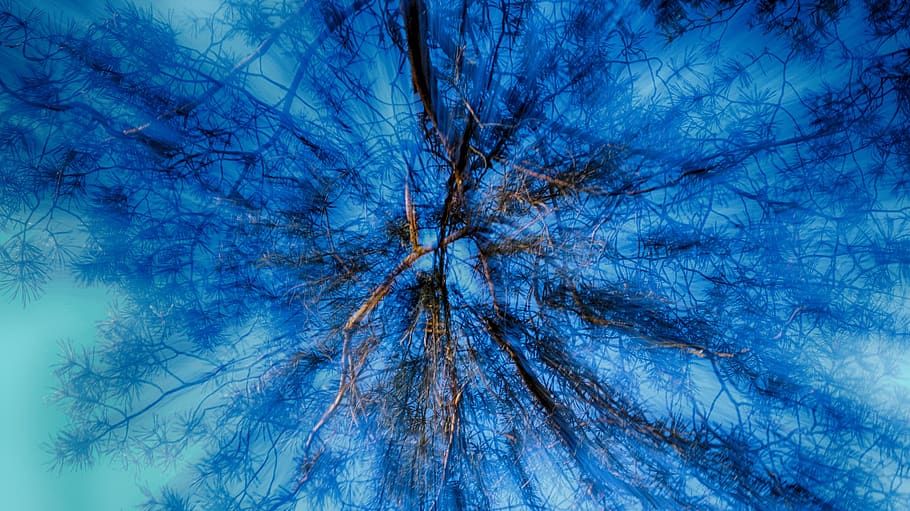 abstract, sky, tree, pattern, blue, no people, backgrounds HD wallpaper