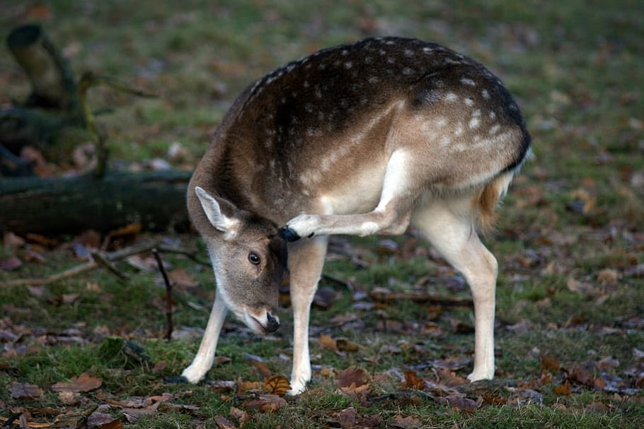 Fallow Deer, Deer, Forest, Nature, Hirsch, one animal, animal themes HD wallpaper