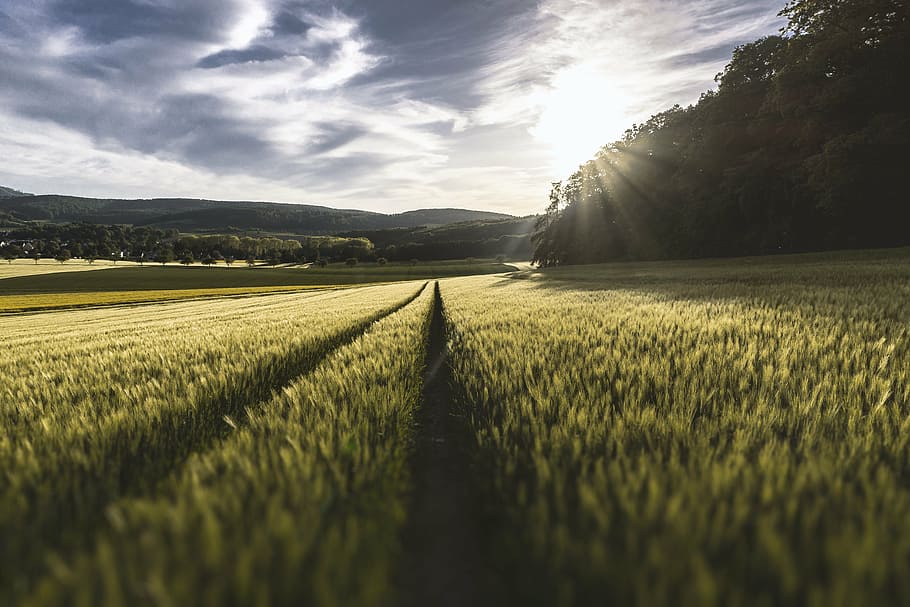 green grass field during sunrise, crop, sky, nature, rural HD wallpaper