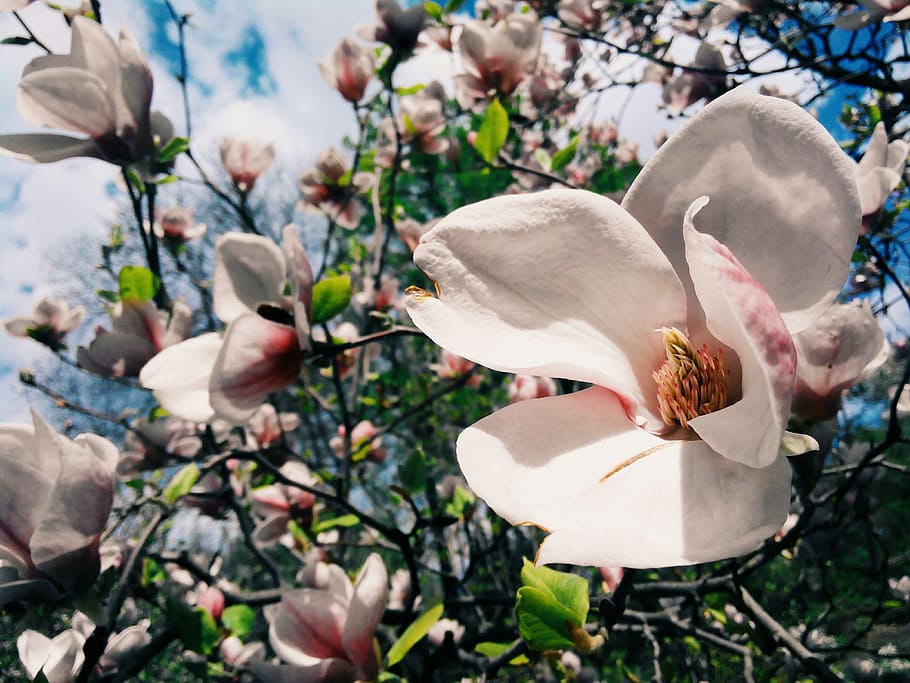 flower, magnolia, bloom, spring, tree, branch, sun, sky, nature HD wallpaper