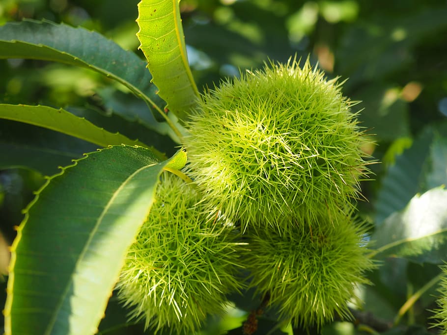 chestnut, nature, tree, tree fruit, prickly, fruits, green color HD wallpaper