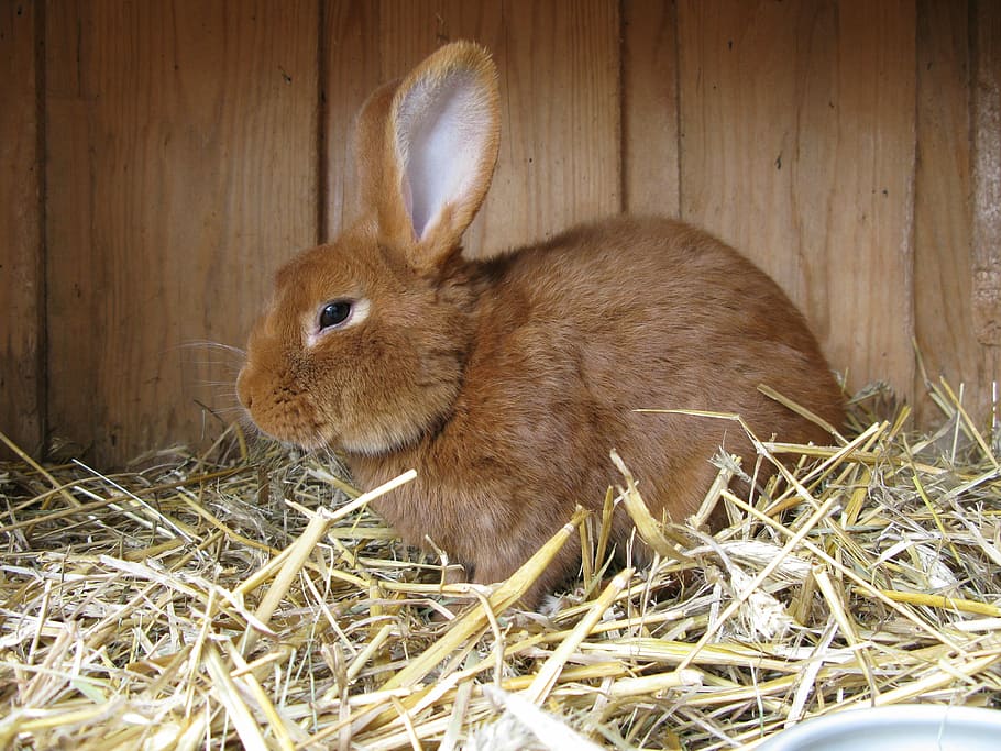 brown rabbit placed on nest, hare, animal, easter bunny, fur HD wallpaper