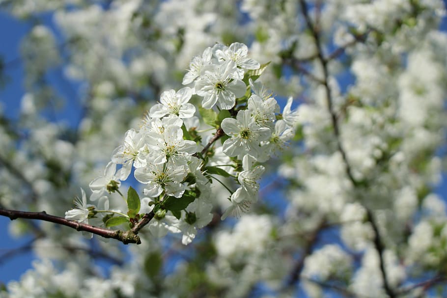 cherry blossoms, flowers, spring, nature, flowering plant, fragility HD wallpaper