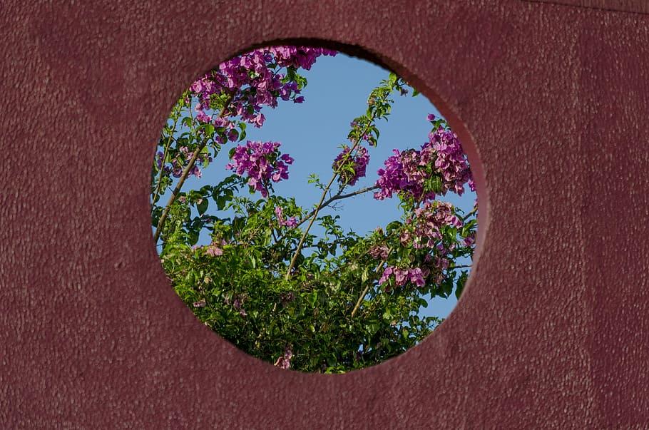 pink petaled flower, concrete wall with hole showing pink flowers HD wallpaper