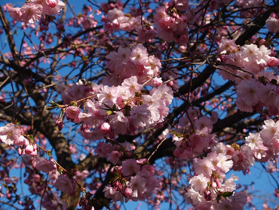 Cherry Blossom, Spring, Himmel, Tree, flower, fragility, growth HD wallpaper