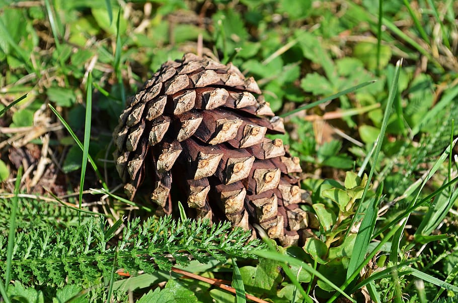 Pine Cone, Pine, Forest, iglak, coniferous, closeup, christmas tree HD wallpaper