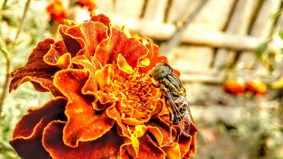 insect, red flowers, macro, flowering plant, flower head, fragility HD wallpaper