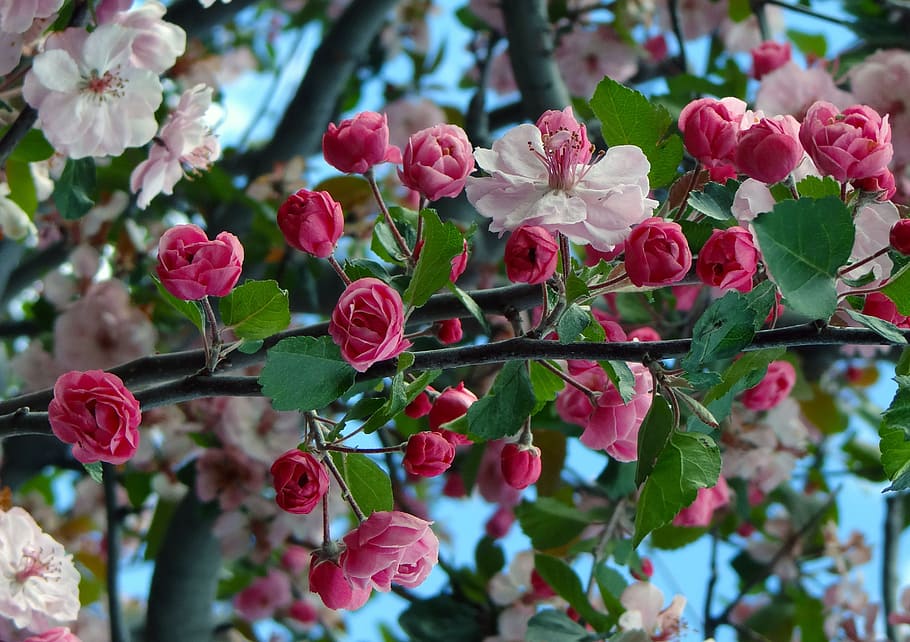 Cherry Blossoms, Springtime, blooming, pink, nature, flower HD wallpaper