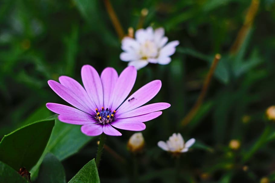 ant, flowers, spring, daily, margaret, purple, flowering plant HD wallpaper