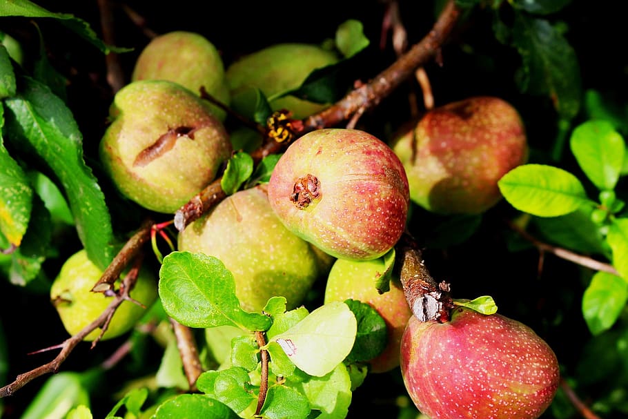 tree, apple, apples, sad, fresh fruit, summer, nature, closeup HD wallpaper