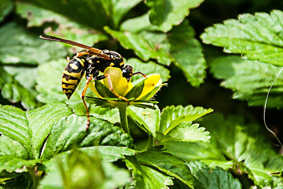 nature, leaf, insect, plant, small, invertebrate, animals in the wild HD wallpaper