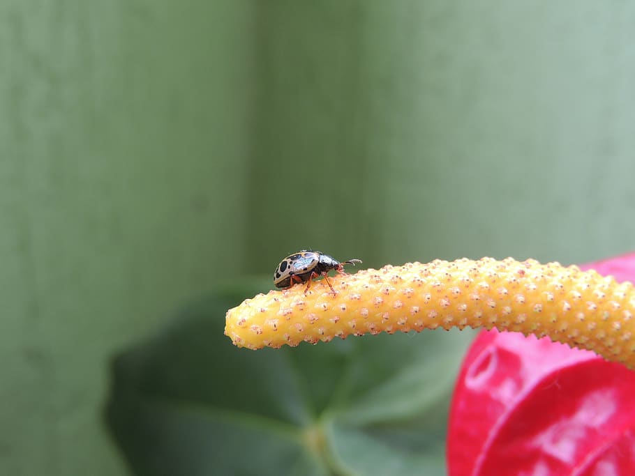 macro, insect, ladybug, colombia, close-up, flower, invertebrate HD wallpaper