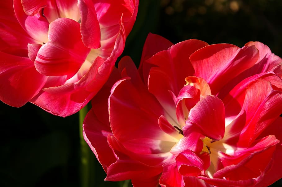 tulips, red, flower, spring, nature, flowers, bloom, spring flower HD wallpaper