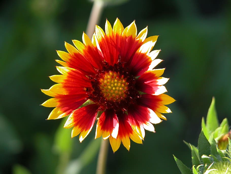 flower, macro, bright, orange, red, flowering plant, beauty in nature HD wallpaper