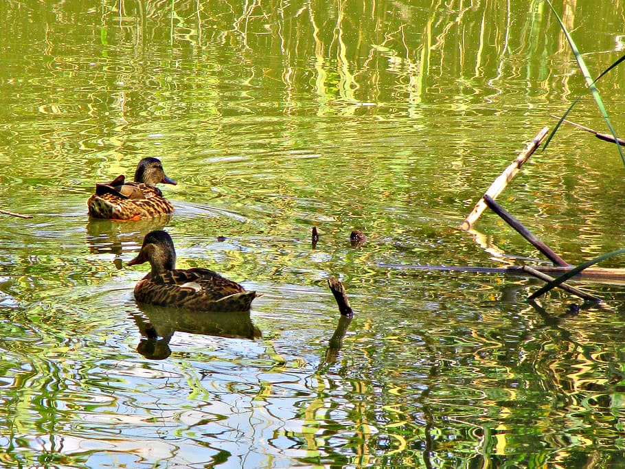 ducks, animals, pond, water, lake, animal themes, vertebrate HD wallpaper