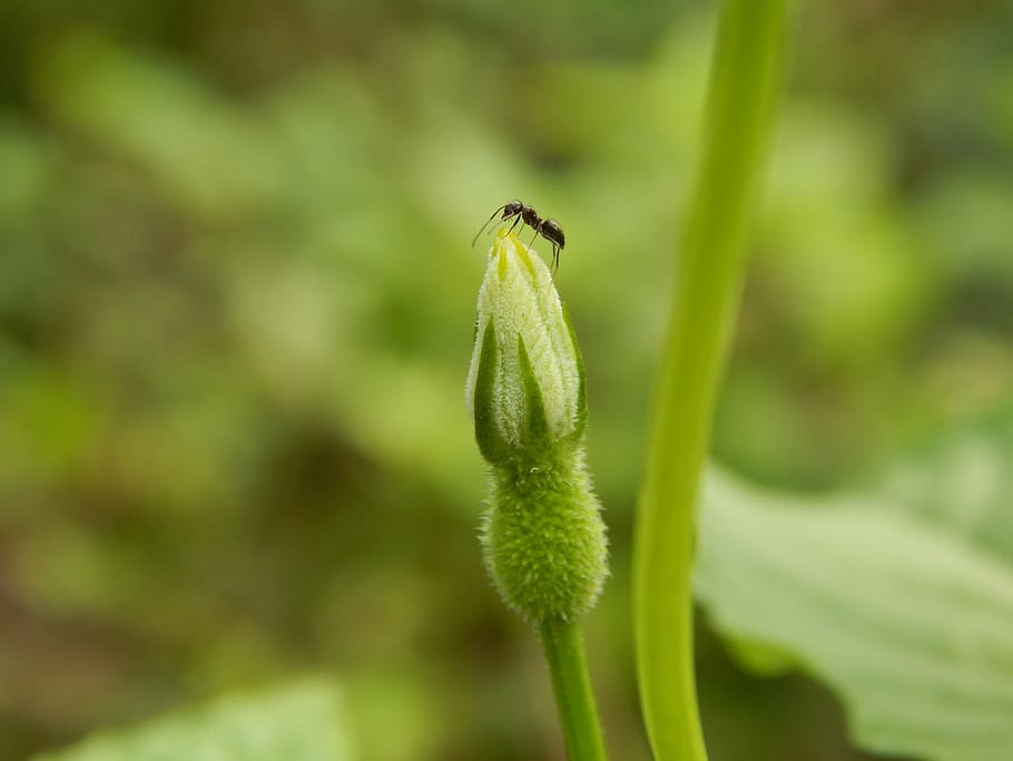 alone, ant, nature, macro, green, natural, background, plant HD wallpaper