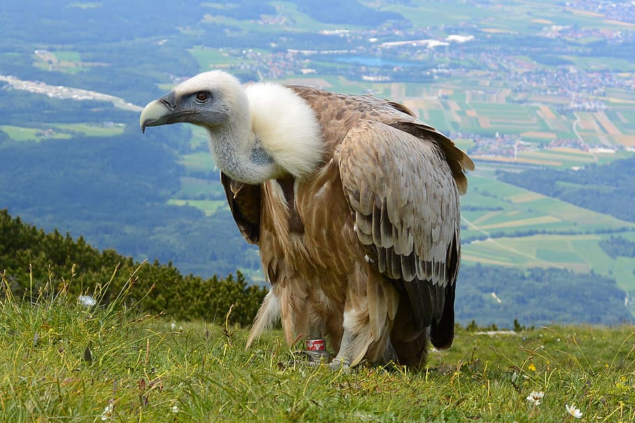 condor on grass ground, vulture, aas face, salzburg, austria