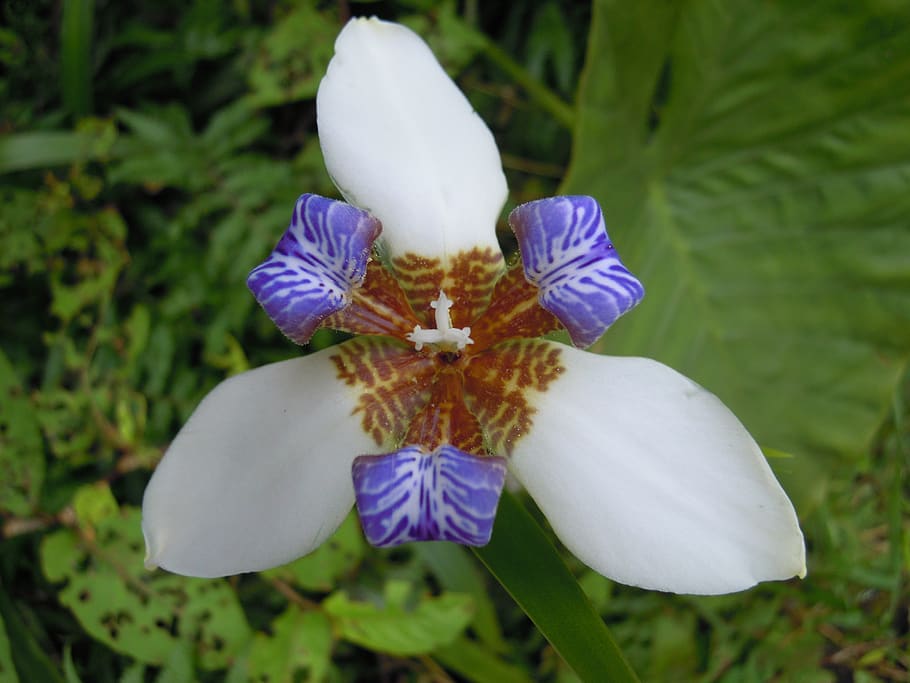 iris, flower, sun ming shan, spring, flowering plant, vulnerability HD wallpaper