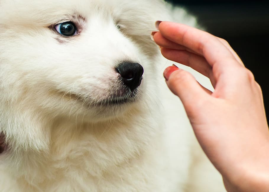 white Samoyed puppy near human hand close-up photo, Pets, Dog, HD wallpaper