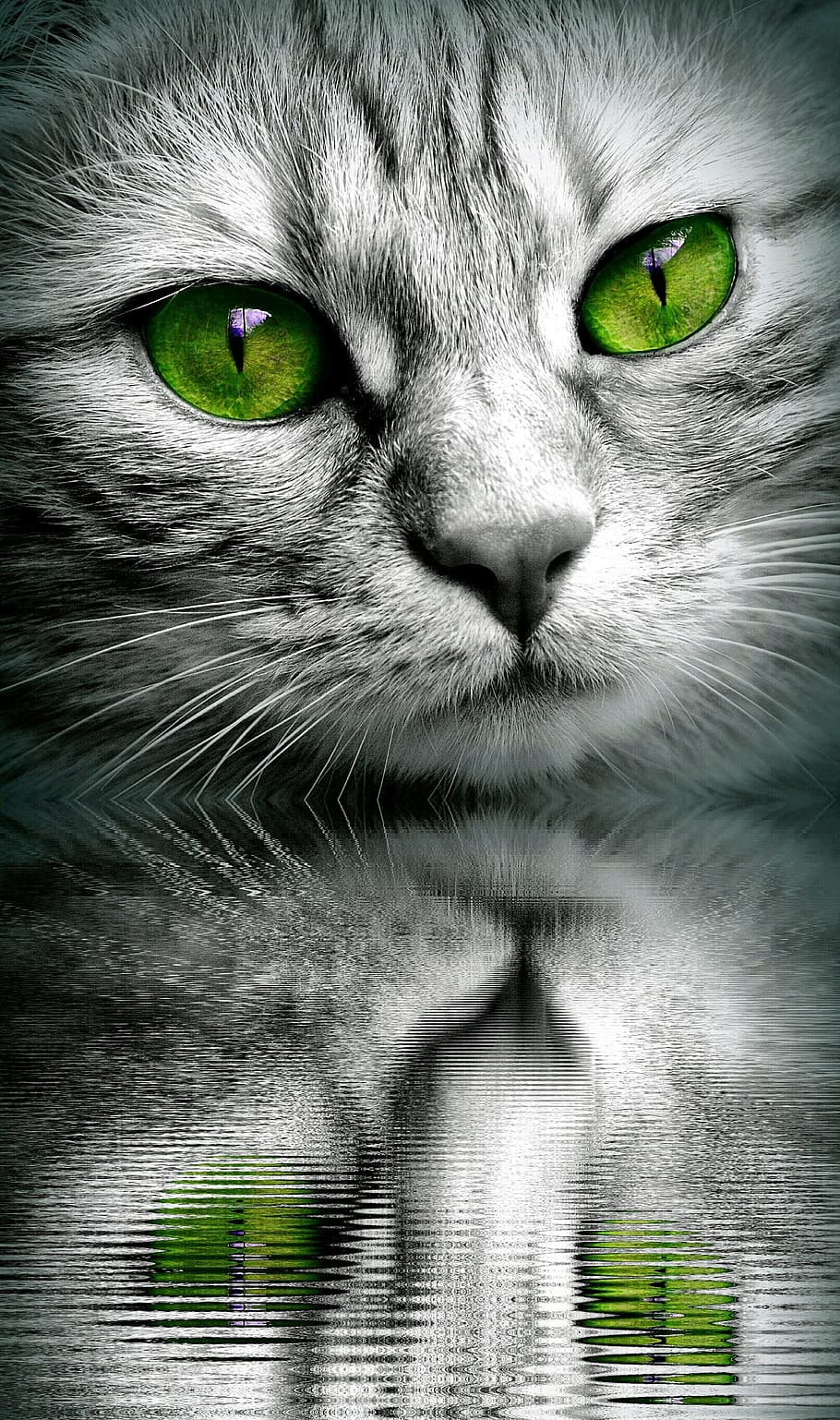 cat, face, mirroring, water, tiger, close, eyes, edited, face cat HD wallpaper