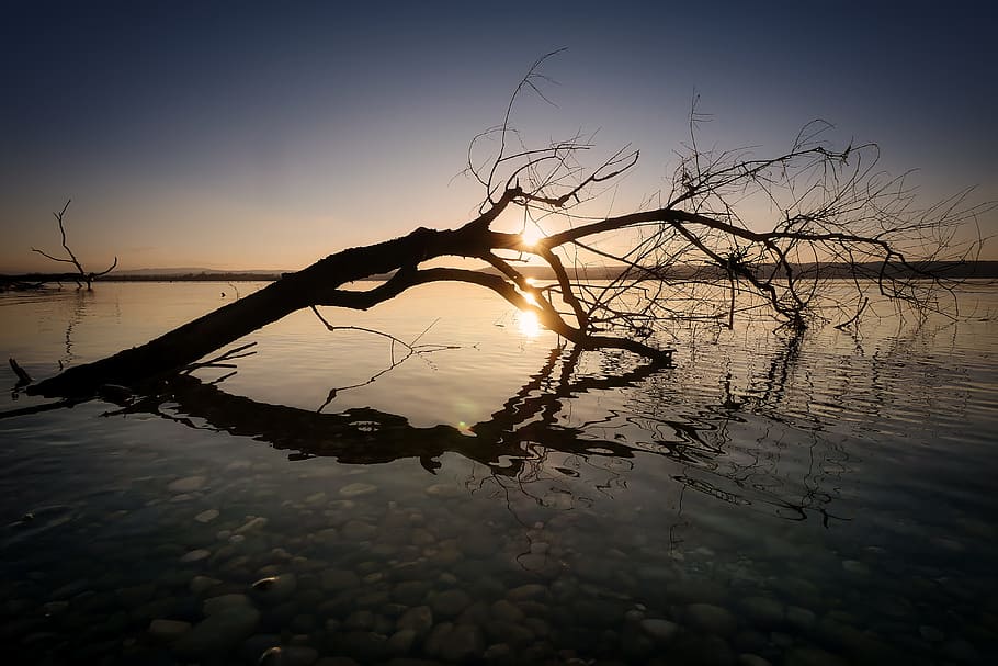 black leafless tree at sunset, nature, waters, landscape, lake HD wallpaper