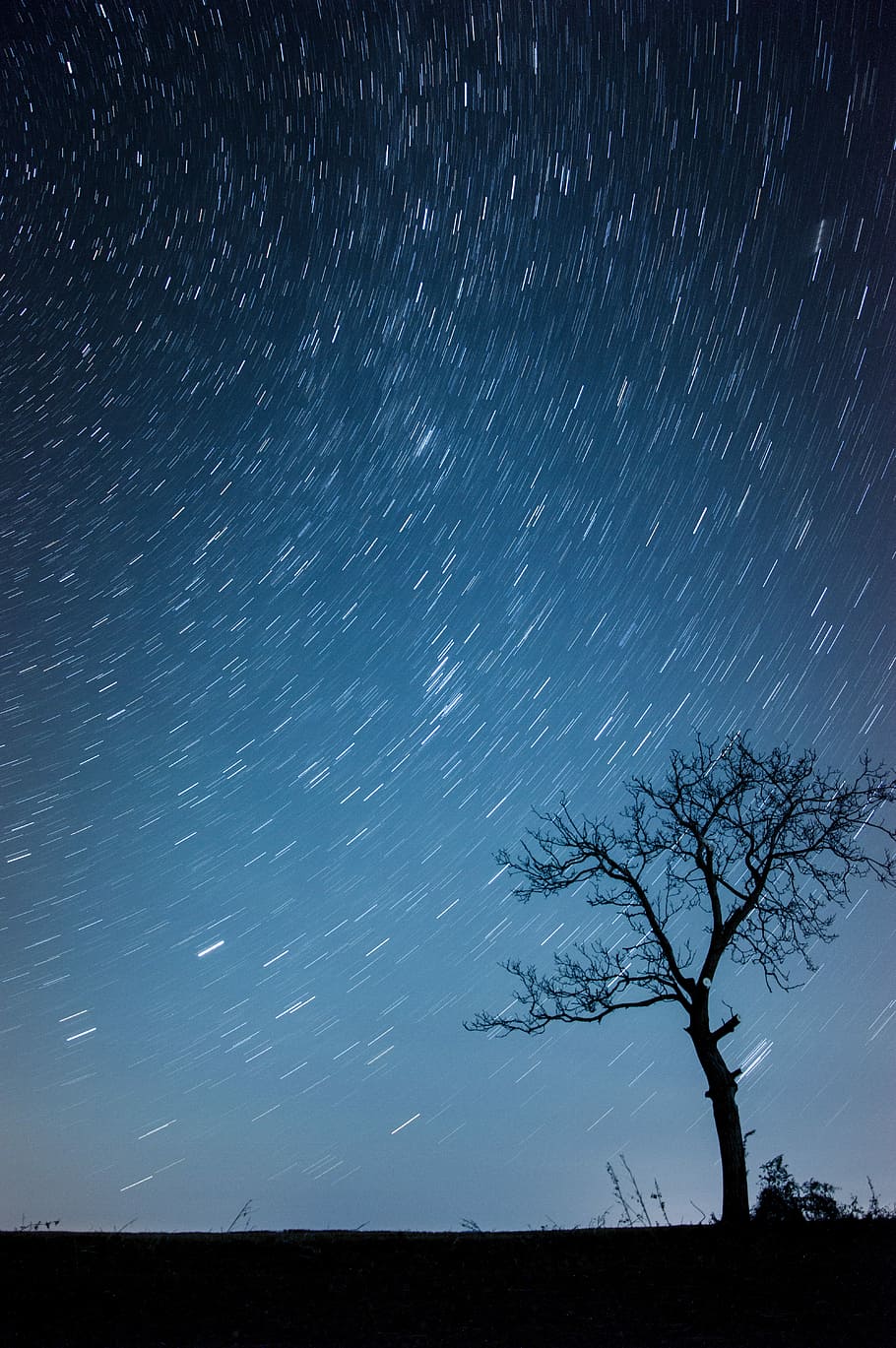 HD wallpaper: silhouette of tree, time lapse photo of tree silhouette under  starry sky during nightime | Wallpaper Flare