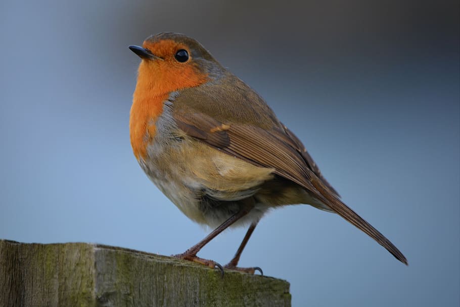 gray and orange bird on gray wood trunk, robin, nature, animal HD wallpaper