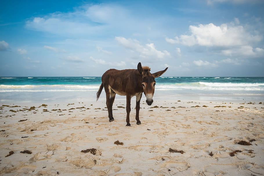 brown donkey near beach during daytime photo, brown donkey on shoreline HD wallpaper
