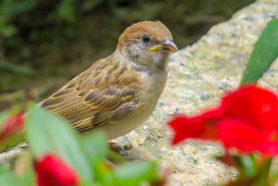 brown house sparrow in close up photography, palm, feather HD wallpaper