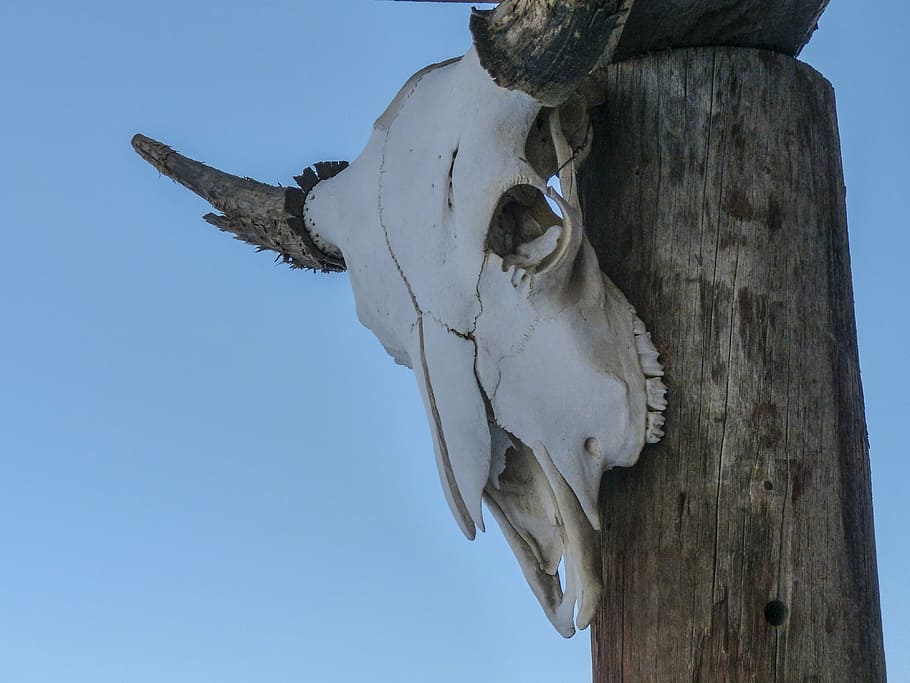 white animal head hanging on wood slab, deadman, ranch, ancient