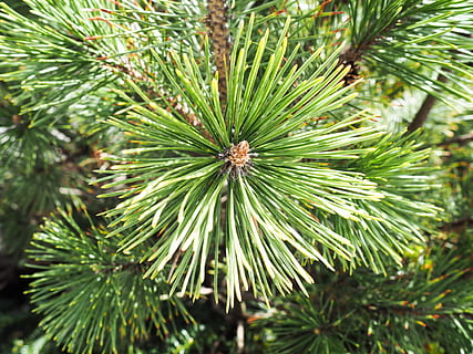 Pine, bush, green, pine leaves, Macro, Nature, Trees, christmas HD wallpaper