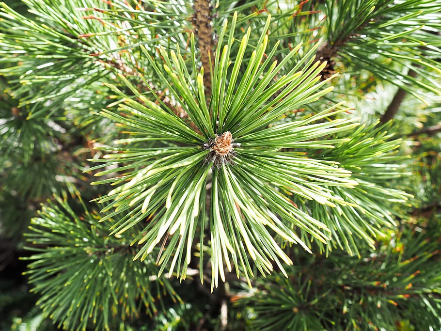 Pine, bush, green, pine leaves, Macro, Nature, Trees, christmas HD wallpaper