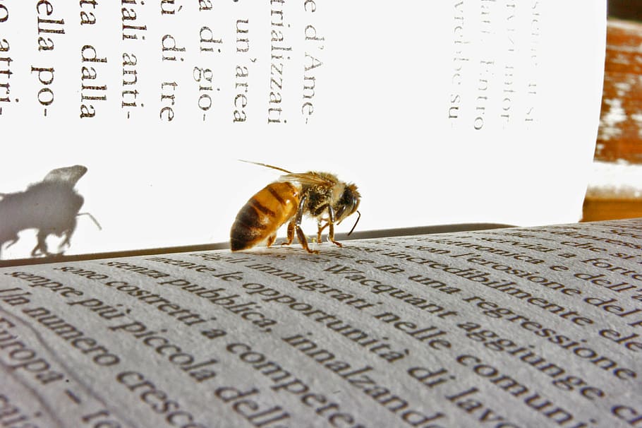 bee, book, rifkin, animal themes, mammal, one animal, text HD wallpaper