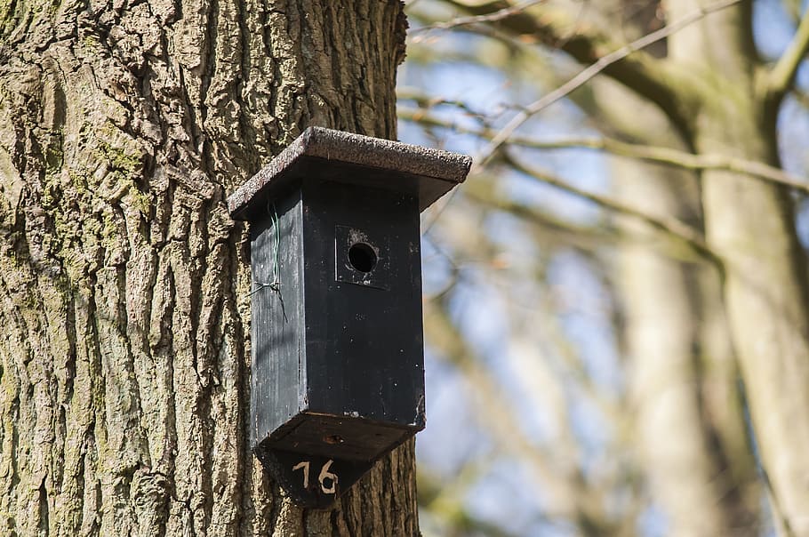 Nest Box, Birdhouse, Forest, House, nature, spring, tree, move, HD wallpaper