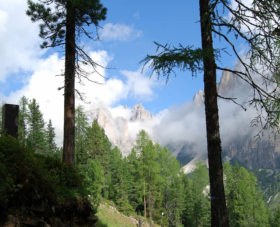 stem, dolomites, mountain, tree, green, sky, landscape, nature HD wallpaper